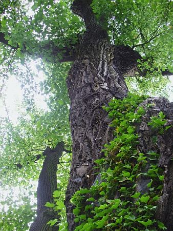 Bild Dahlen (Sachsen)